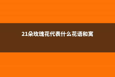 21朵玫瑰花代表什么意思 (21朵玫瑰花代表什么花语和寓意)