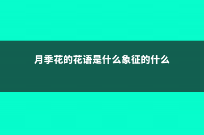 月季花的花语是什么 (月季花的花语是什么象征的什么)