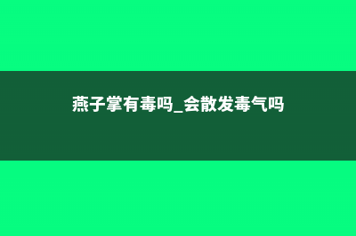 燕子掌有毒吗 (燕子掌有毒吗 会散发毒气吗)