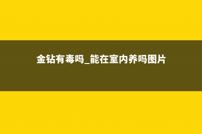 金钻有毒吗 (金钻有毒吗 能在室内养吗图片)