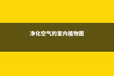 净化空气的室内植物 (净化空气的室内植物图)