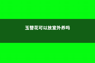 玉簪花可以放室内养吗 (玉簪花可以放室外养吗)