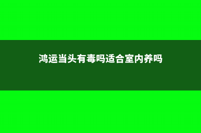 鸿运当头吸甲醛吗 (鸿运当头有毒吗适合室内养吗)