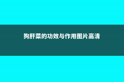 狗肝菜的功效与作用 (狗肝菜的功效与作用图片高清)