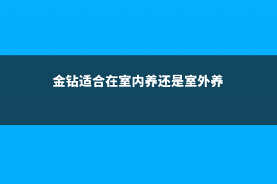 金钻适合在室内养吗 (金钻适合在室内养还是室外养)