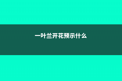 一叶兰开花预示着什么 (一叶兰开花预示什么)