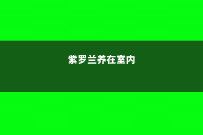 紫罗兰养在家中吉利吗 (紫罗兰养在室内)