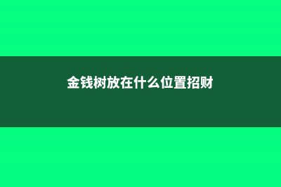 金钱树放在什么位置好 (金钱树放在什么位置招财)