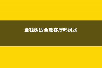 金钱树适合放客厅吗 (金钱树适合放客厅吗风水)