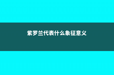 紫罗兰代表什么意思 (紫罗兰代表什么象征意义)