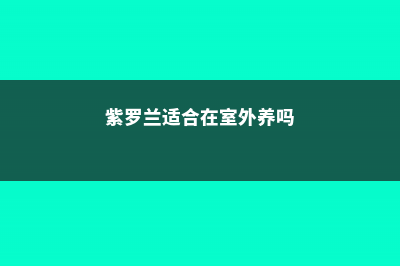 紫罗兰适合在室内养吗 (紫罗兰适合在室外养吗)