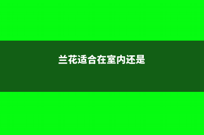 兰花适合在室内养吗 (兰花适合在室内还是)