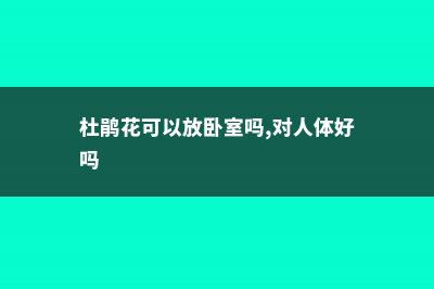 杜鹃花适合放卧室吗 (杜鹃花可以放卧室吗,对人体好吗)