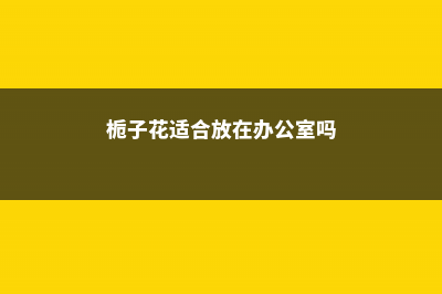 栀子花适合放在室内养吗 (栀子花适合放在办公室吗)