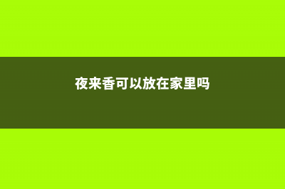 夜来香可以放在室内吗 (夜来香可以放在家里吗)