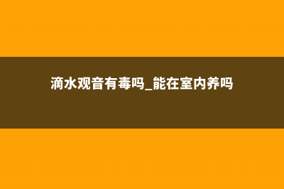 滴水观音有毒吗 (滴水观音有毒吗 能在室内养吗)