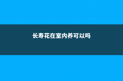 长寿花在室内养有毒吗 (长寿花在室内养可以吗)