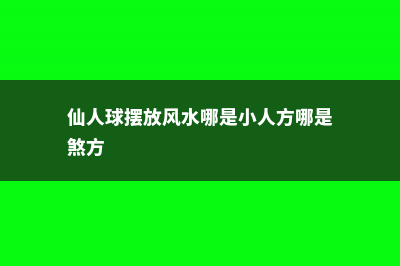 仙人球的摆放风水 (仙人球摆放风水哪是小人方哪是煞方)