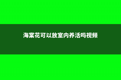 海棠花可以放室内吗 (海棠花可以放室内养活吗视频)