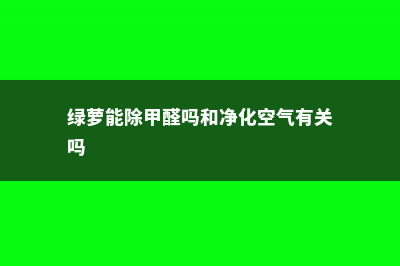 绿萝能除甲醛吗 (绿萝能除甲醛吗和净化空气有关吗)