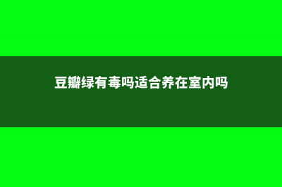 豆瓣绿有毒吗 (豆瓣绿有毒吗适合养在室内吗)