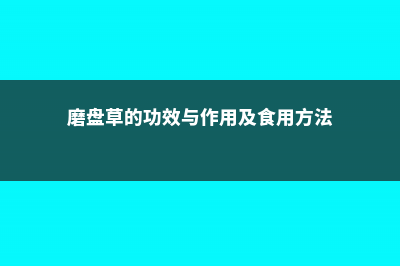 磨盘草的功效与作用 (磨盘草的功效与作用及食用方法)