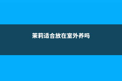 茉莉适合放在室内吗 (茉莉适合放在室外养吗)