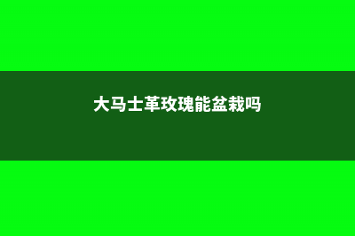 大马士革玫瑰能吃吗 (大马士革玫瑰能盆栽吗)