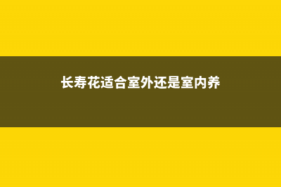 长寿花适合在室内养吗 (长寿花适合室外还是室内养)