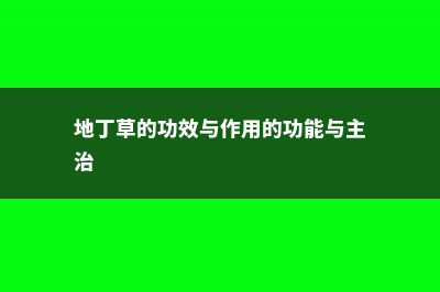 地丁草的功效与作用 (地丁草的功效与作用的功能与主治)