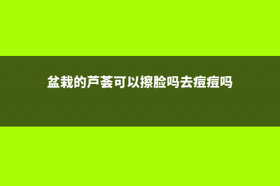 盆栽的芦荟可以擦脸吗 (盆栽的芦荟可以擦脸吗去痘痘吗)