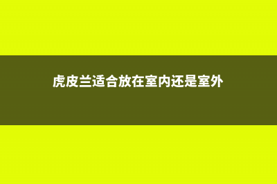 虎皮兰适合放在卧室吗 (虎皮兰适合放在室内还是室外)