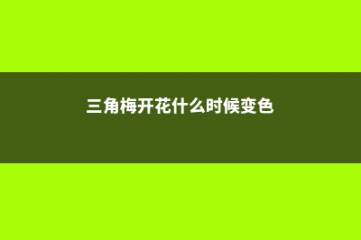 三角梅开花有什么寓意 (三角梅开花什么时候变色)