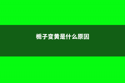 栀子3个月变老桩，根壮叶绿花满枝，给多少钱都不卖！ (栀子变黄是什么原因)