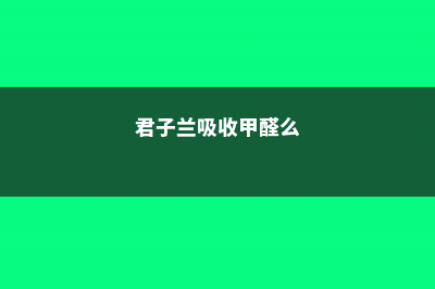 君子兰吸收甲醛吗 (君子兰吸收甲醛么)