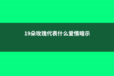 19朵玫瑰代表什么 (19朵玫瑰代表什么爱情暗示)