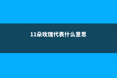 11朵玫瑰代表什么意思 (11朵玫瑰代表什么意思)