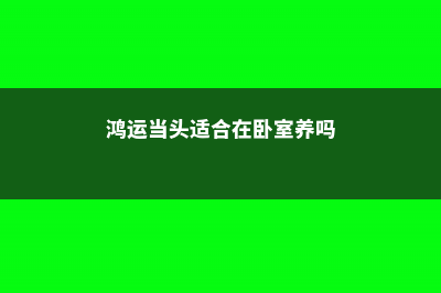 鸿运当头适合在室内养吗 (鸿运当头适合在卧室养吗)