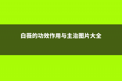 白薇的功效与作用 (白薇的功效作用与主治图片大全)