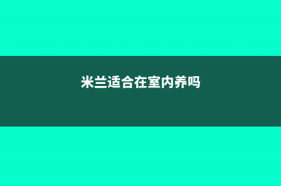 米兰适合在室内养吗 (米兰适合在室内养吗)