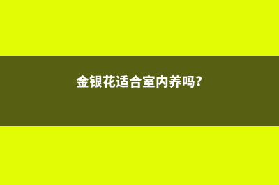 金银花适合室内种植吗 (金银花适合室内养吗?)