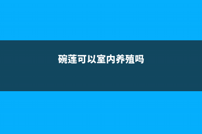 碗莲适合室内养吗 (碗莲可以室内养殖吗)