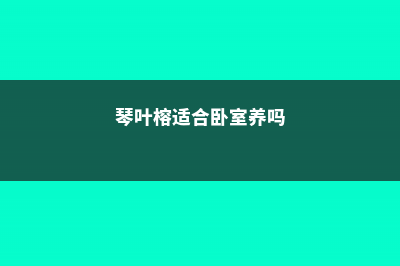 琴叶榕适合放卧室吗 (琴叶榕适合卧室养吗)