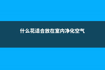 什么花适合放在客厅 (什么花适合放在室内净化空气)