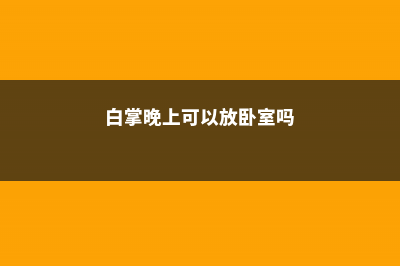 白掌晚上可以放卧室吗 (白掌晚上可以放卧室吗)