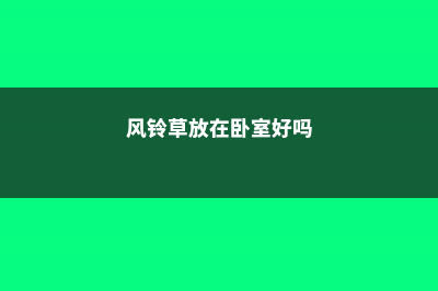 风铃草可以放在卧室养吗 (风铃草放在卧室好吗)