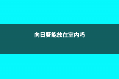 向日葵能放在室内吗 (向日葵能放在室内吗)