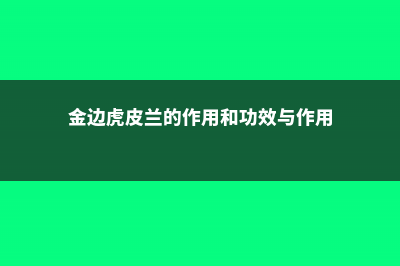 金边虎皮兰的作用 (金边虎皮兰的作用和功效与作用)