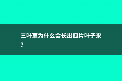 三叶草为什么会合拢 (三叶草为什么会长出四片叶子来?)