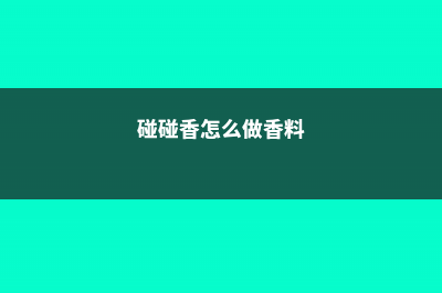 碰碰香怎么吃 (碰碰香怎么做香料)